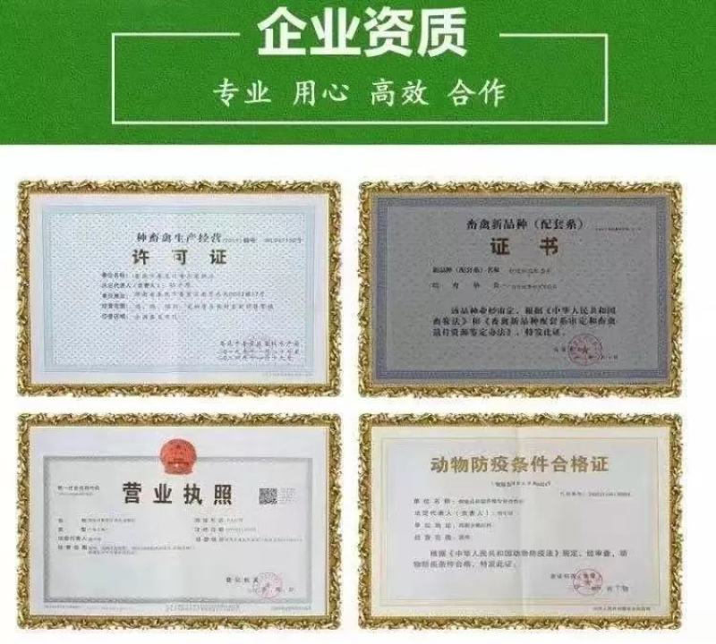 海蓝褐蛋鸡苗包防疫包运输包成活率货到满意付款一次合作终身