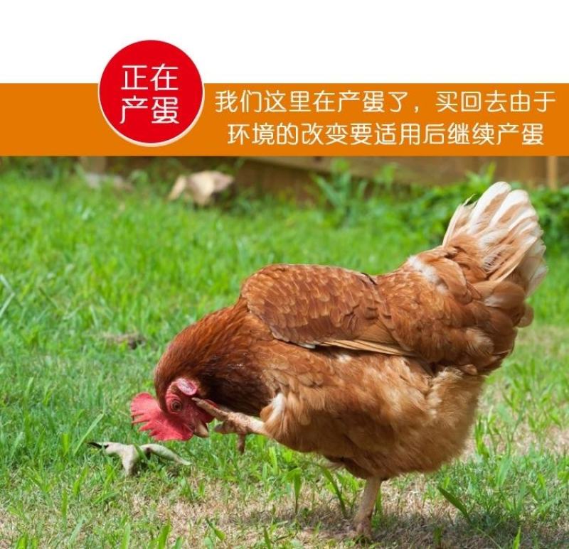 海蓝褐蛋鸡苗包防疫包运输包成活率货到满意付款一次合作终身