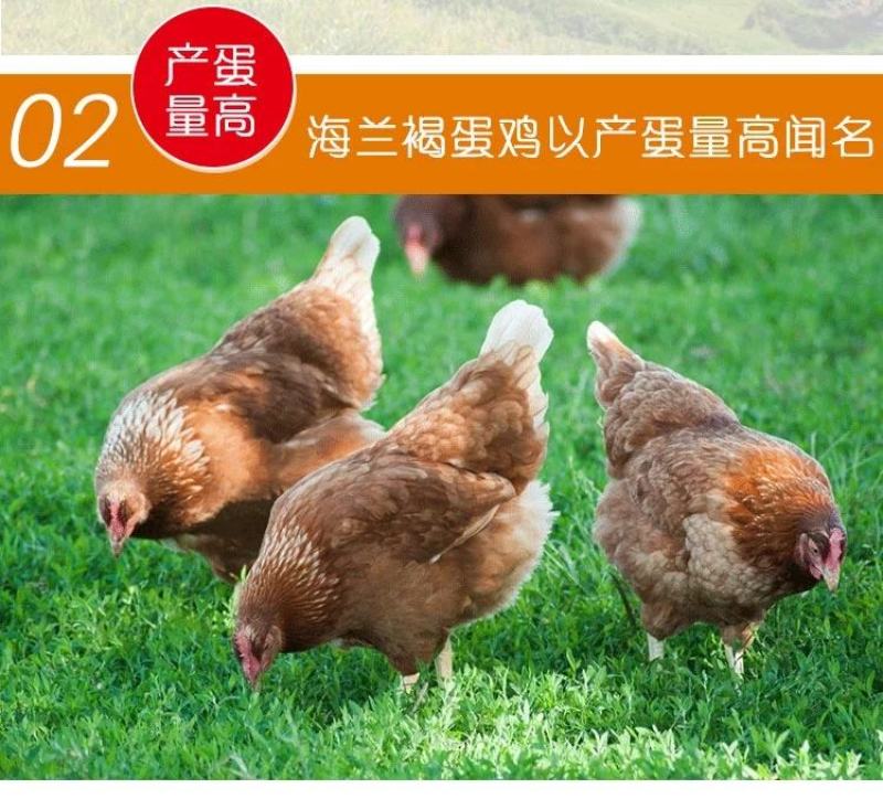 海蓝褐蛋鸡苗包防疫包运输包成活率货到满意付款一次合作终身