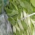 白菜苔湖北白菜苔大量上市产地直供可视频看货