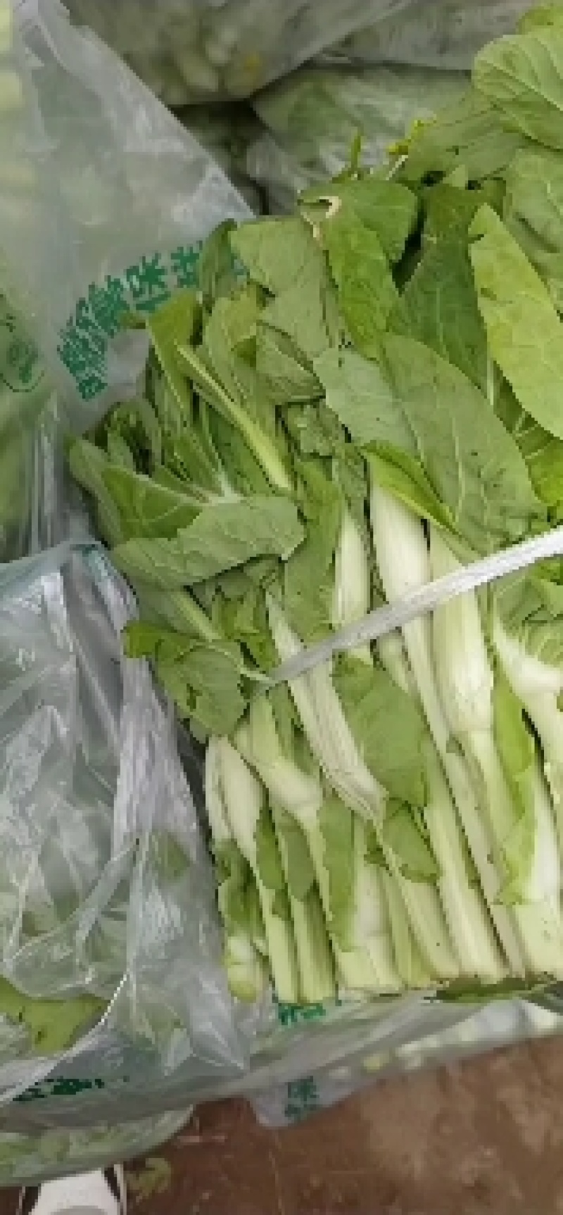 白菜苔湖北白菜苔大量上市产地直供可视频看货