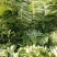 白菜苔湖北白菜苔大量上市产地直供可视频看货