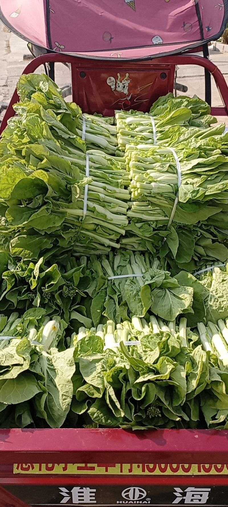 白菜苔湖北白菜苔大量上市产地直供可视频看货