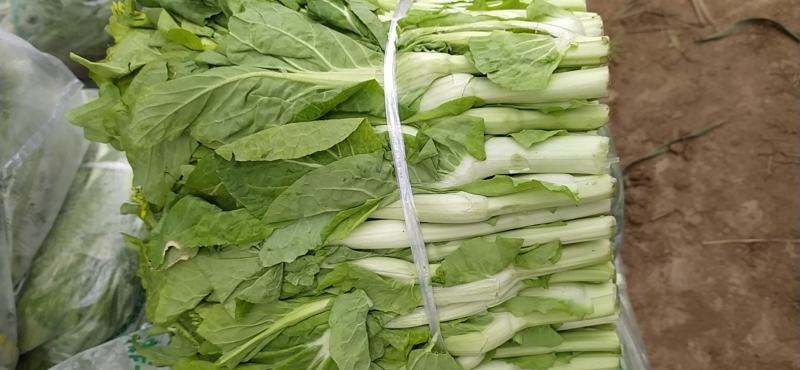 白菜苔湖北白菜苔大量上市产地直供可视频看货
