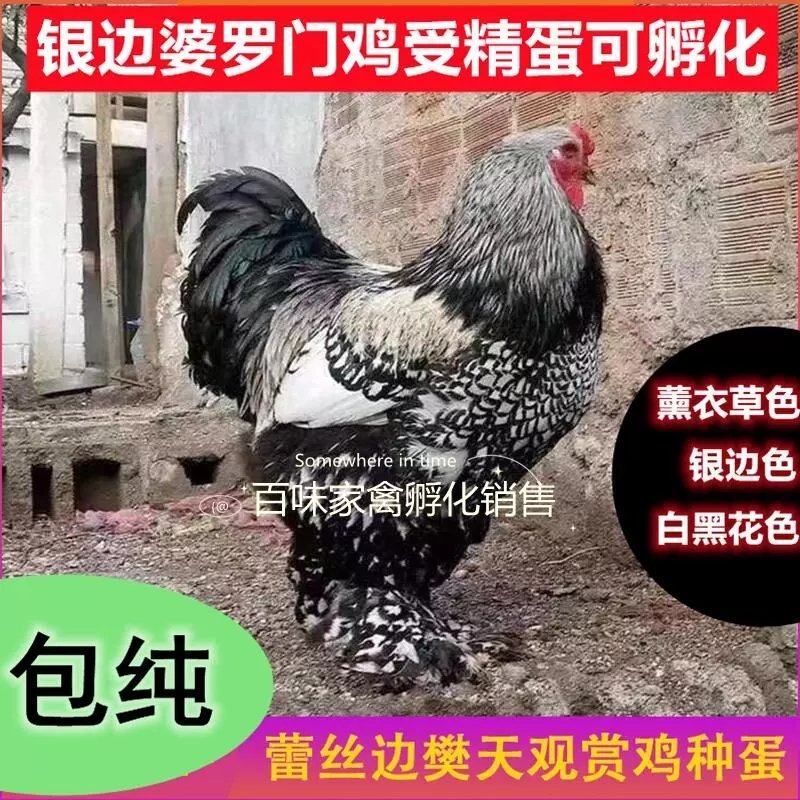 婆罗门鸡苗包防疫包运输包回收包成活率货到满意付款一次合作