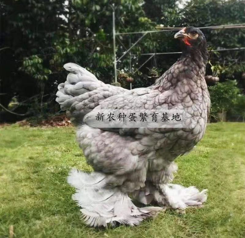 婆罗门鸡苗包防疫包运输包回收包成活率货到满意付款一次合作