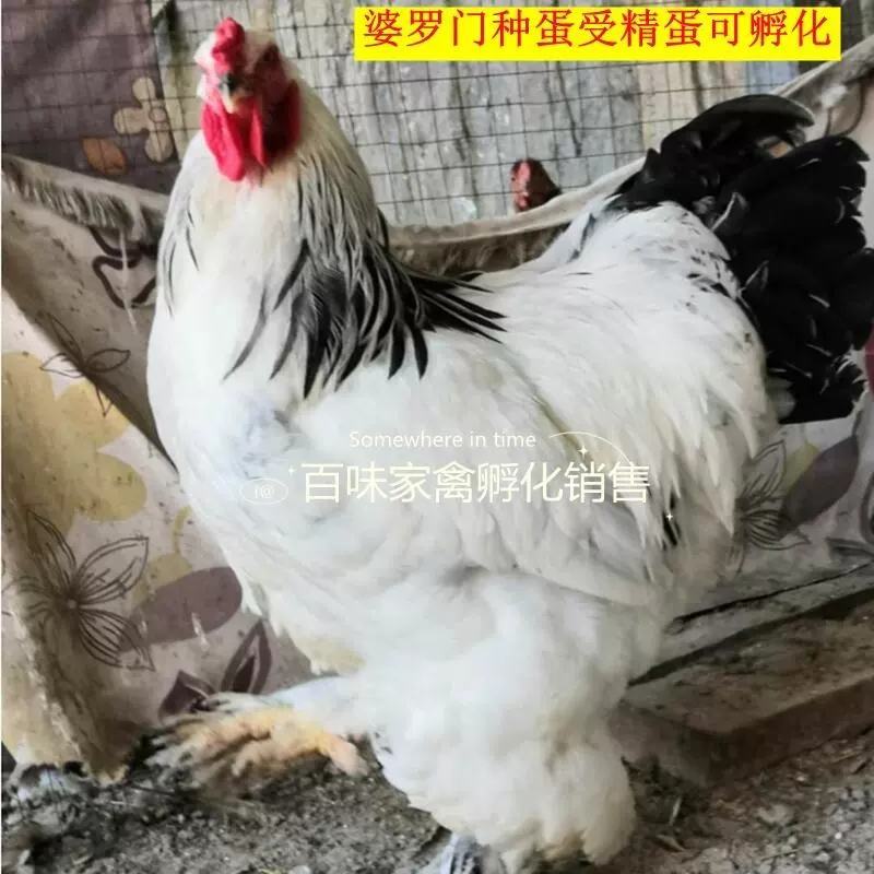 婆罗门鸡苗包防疫包运输包回收包成活率货到满意付款一次合作