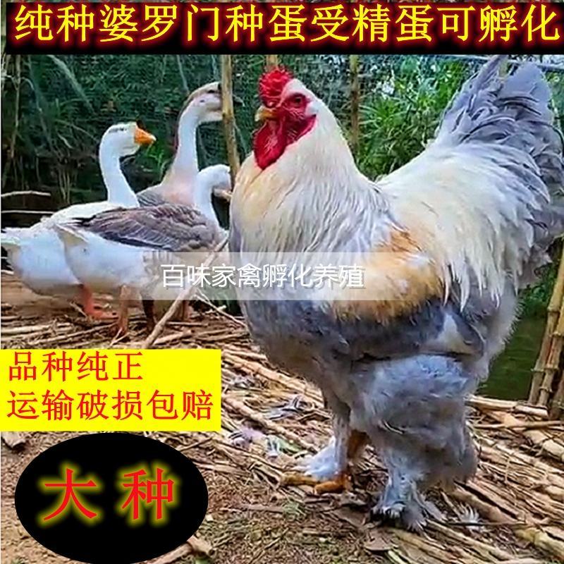 婆罗门鸡苗包防疫包运输包回收包成活率货到满意付款一次合作