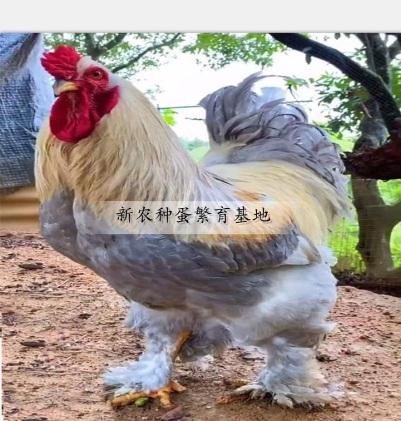 婆罗门鸡苗包防疫包运输包回收包成活率货到满意付款一次合作