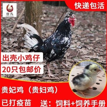 贵妃鸡苗包防疫包运输包成活率货到满意付款一次合作终身朋友