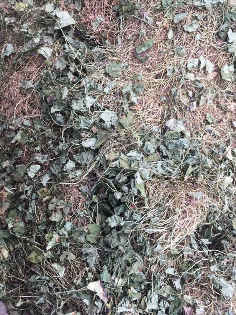 马蹄金【包邮】三斤起发货可批量可零售量大从优