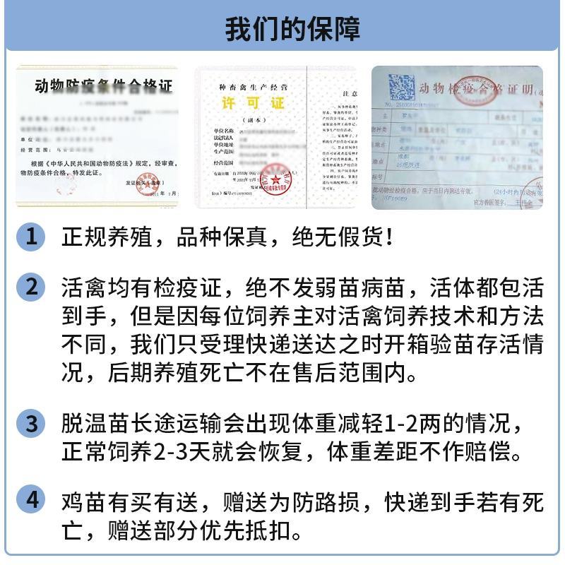 贵妃鸡苗包防疫包运输包成活率货到满意付款一次合作终身朋友