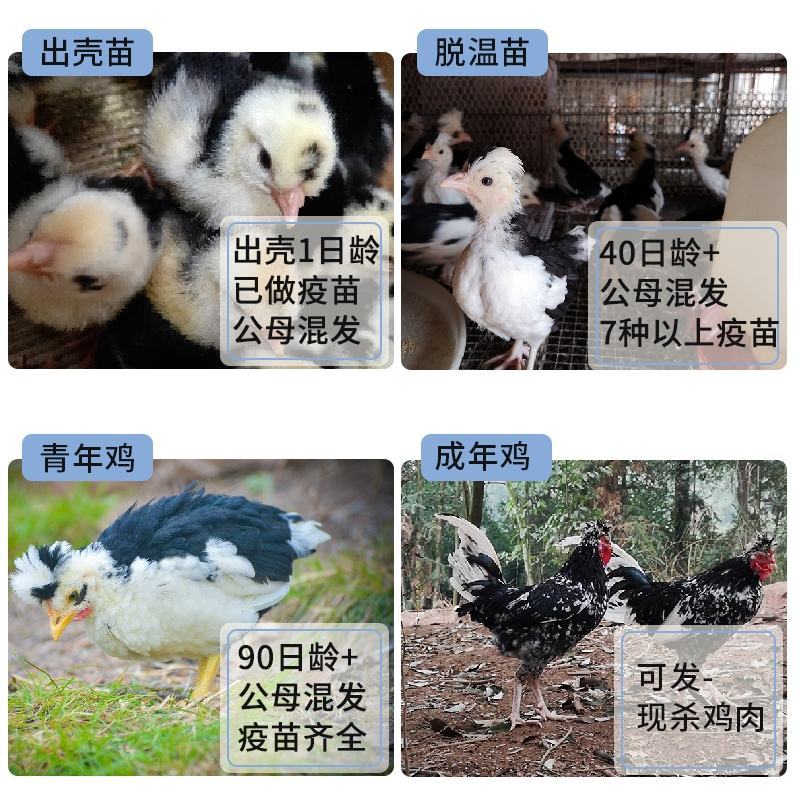 贵妃鸡苗包防疫包运输包成活率货到满意付款一次合作终身朋友