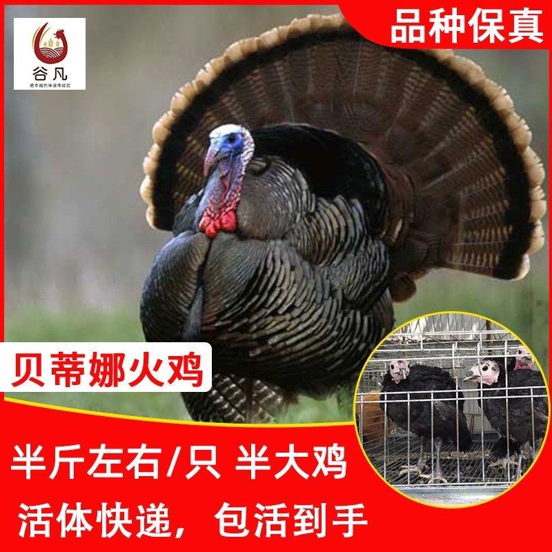 火鸡苗包防疫包运输包成活率货到满意付款一次合作终生朋友