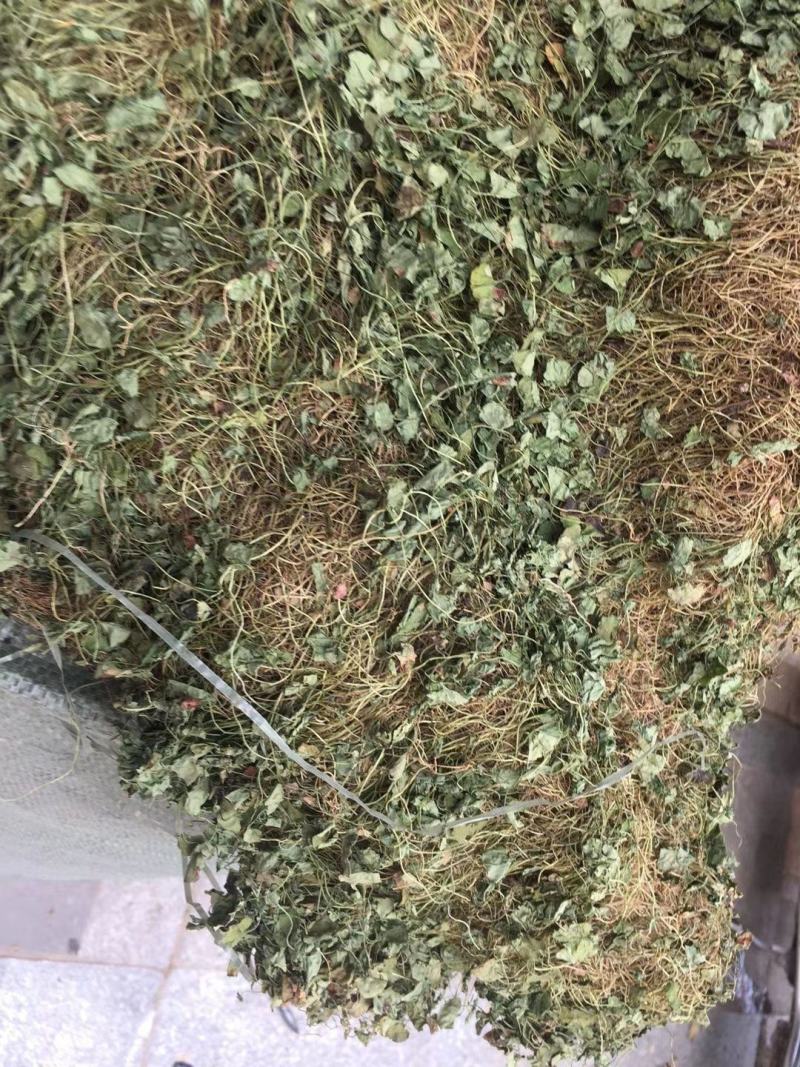 马蹄金【包邮】三斤起发货可批量可零售量大从优