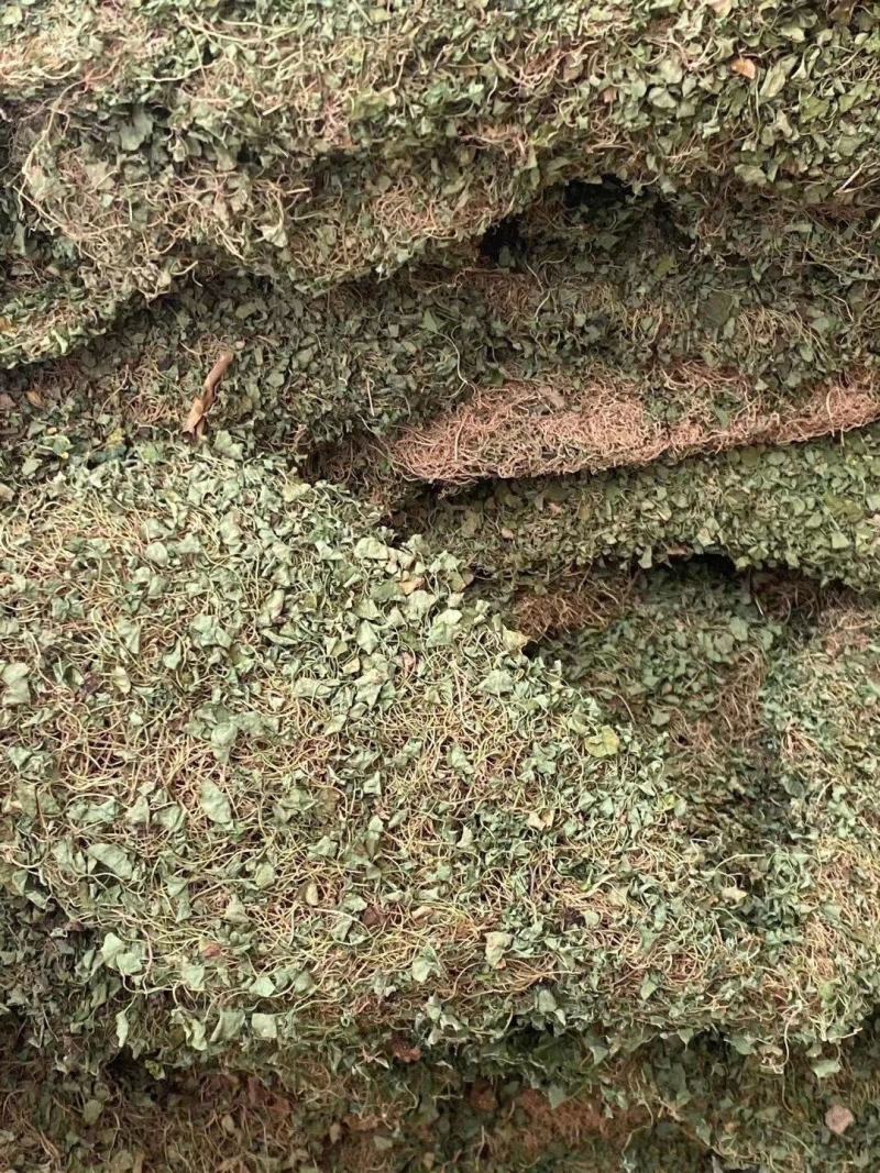 马蹄金【包邮】三斤起发货可批量可零售量大从优