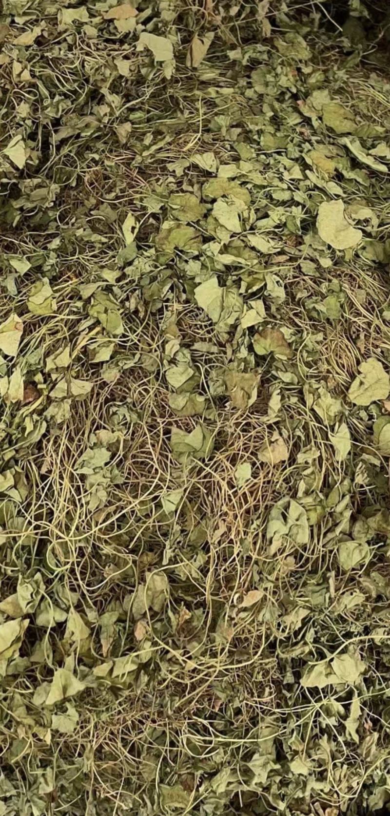 马蹄金【包邮】三斤起发货可批量可零售量大从优