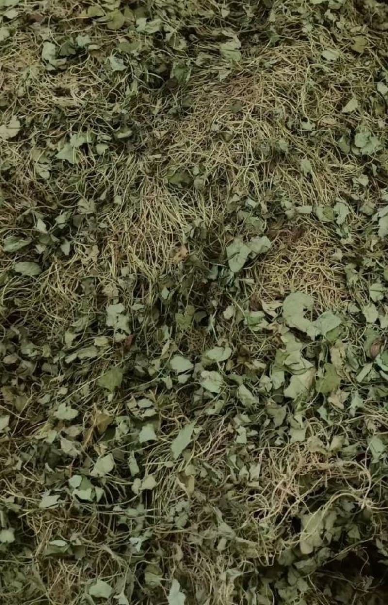 马蹄金【包邮】三斤起发货可批量可零售量大从优