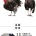 火鸡苗包防疫包运输包成活率货到满意付款一次合作终生朋友