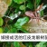 泰国红皮龙眼树苗四季龙眼树苗嫁接苗带叶子带泥发货