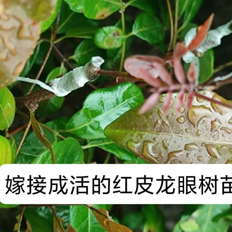 泰国红皮龙眼树苗四季龙眼树苗嫁接苗带叶子带泥发货