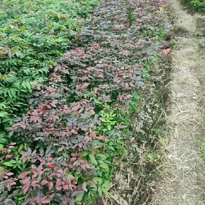 泰国红皮龙眼树苗四季龙眼树苗嫁接苗带叶子带泥发货