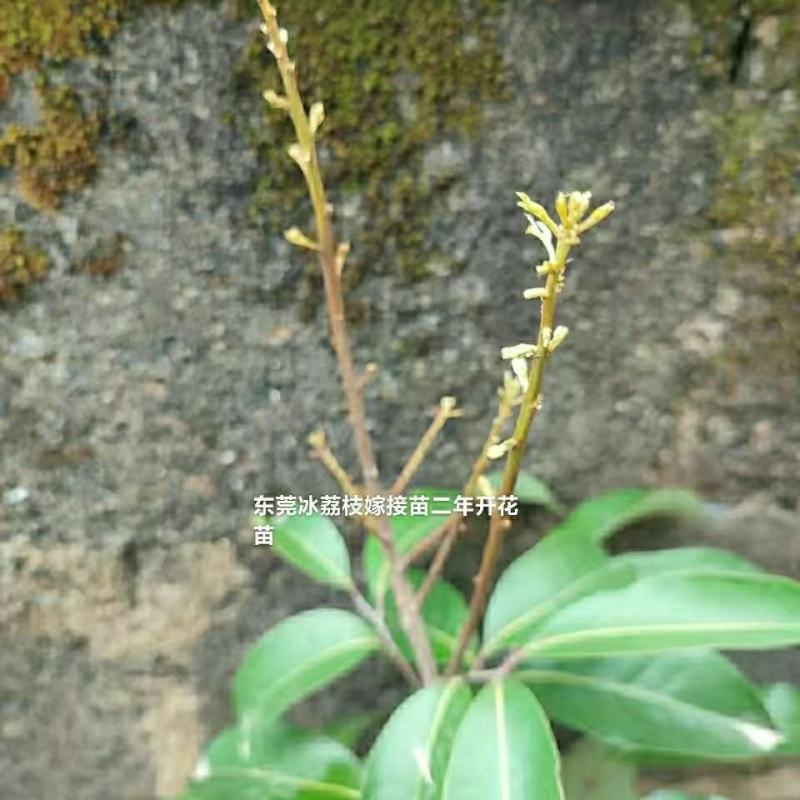 东莞冰荔枝嫁接苗包正宗带泥带叶子发货
