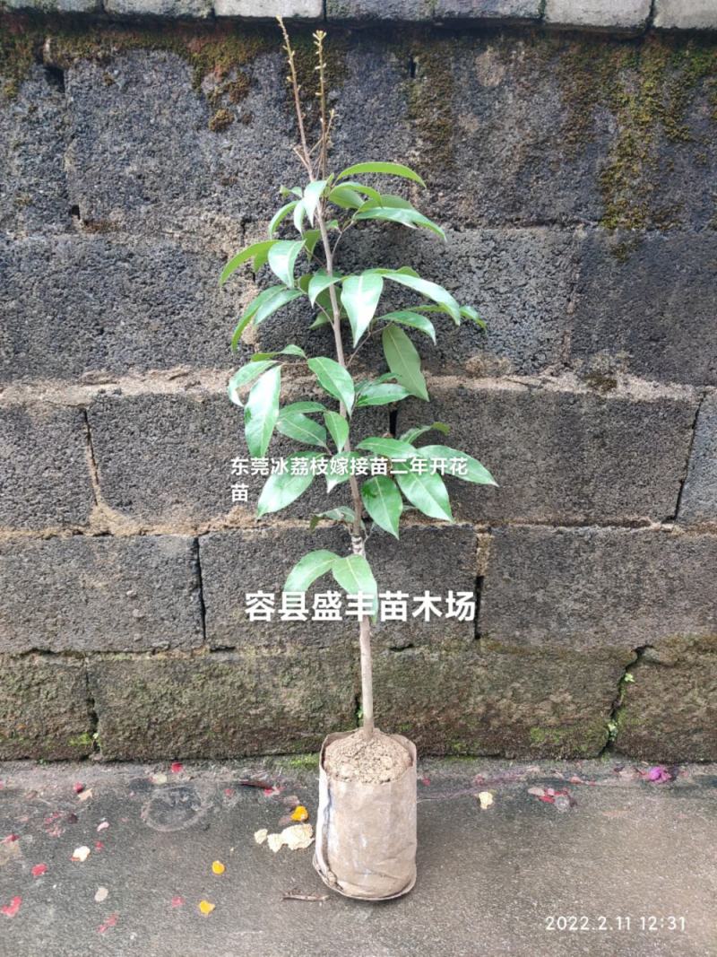 东莞冰荔枝嫁接苗包正宗带泥带叶子发货