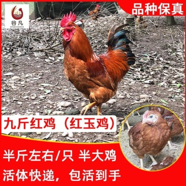九斤红鸡苗包防疫包运输包成活率货到满意付款一次合作终身朋