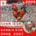 九斤红鸡苗包防疫包运输包成活率货到满意付款一次合作终身朋