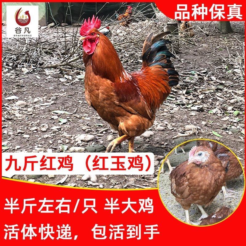 九斤红鸡苗包防疫包运输包成活率货到满意付款一次合作终身朋