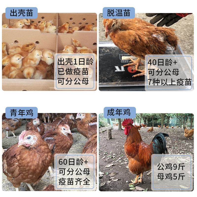 九斤红鸡苗包防疫包运输包成活率货到满意付款一次合作终身朋