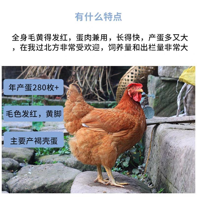 九斤红鸡苗包防疫包运输包成活率货到满意付款一次合作终身朋