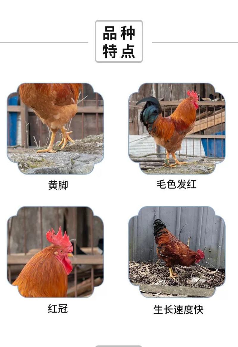 九斤红鸡苗包防疫包运输包成活率货到满意付款一次合作终身朋