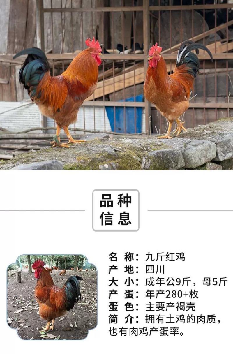 九斤红鸡苗包防疫包运输包成活率货到满意付款一次合作终身朋