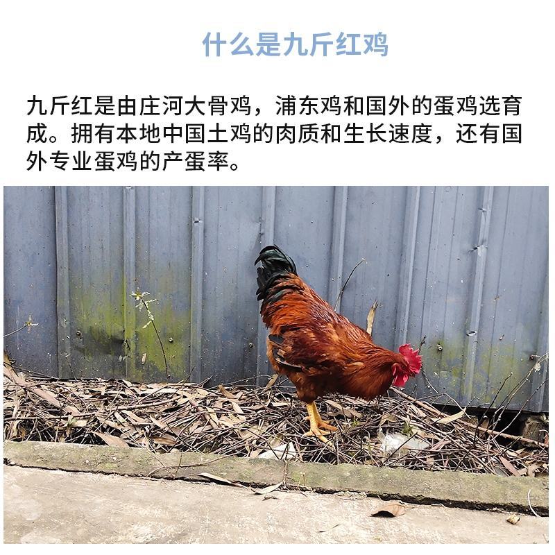 九斤红鸡苗包防疫包运输包成活率货到满意付款一次合作终身朋