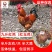 九斤红鸡苗包防疫包运输包成活率货到满意付款一次合作终身朋