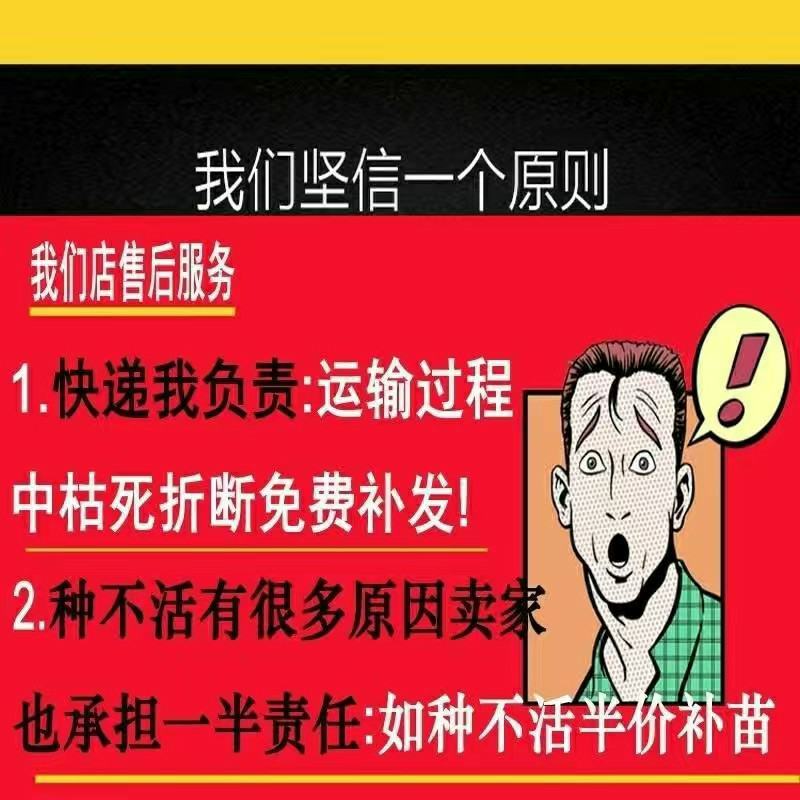 桂圆树苗龙眼黄壳石硖品种包正宗带叶子发货