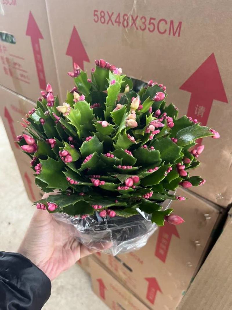 蟹爪兰180特级双色蟹爪兰特级蟹爪兰多色花苞