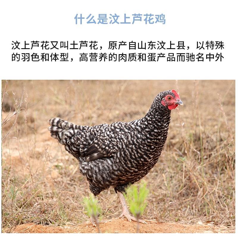 芦花鸡苗包防疫包运输包成活率货到满意付款一次合作终身朋友