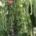 春秋架豆种子红花白荚架豆角种子早熟春秋露地高产