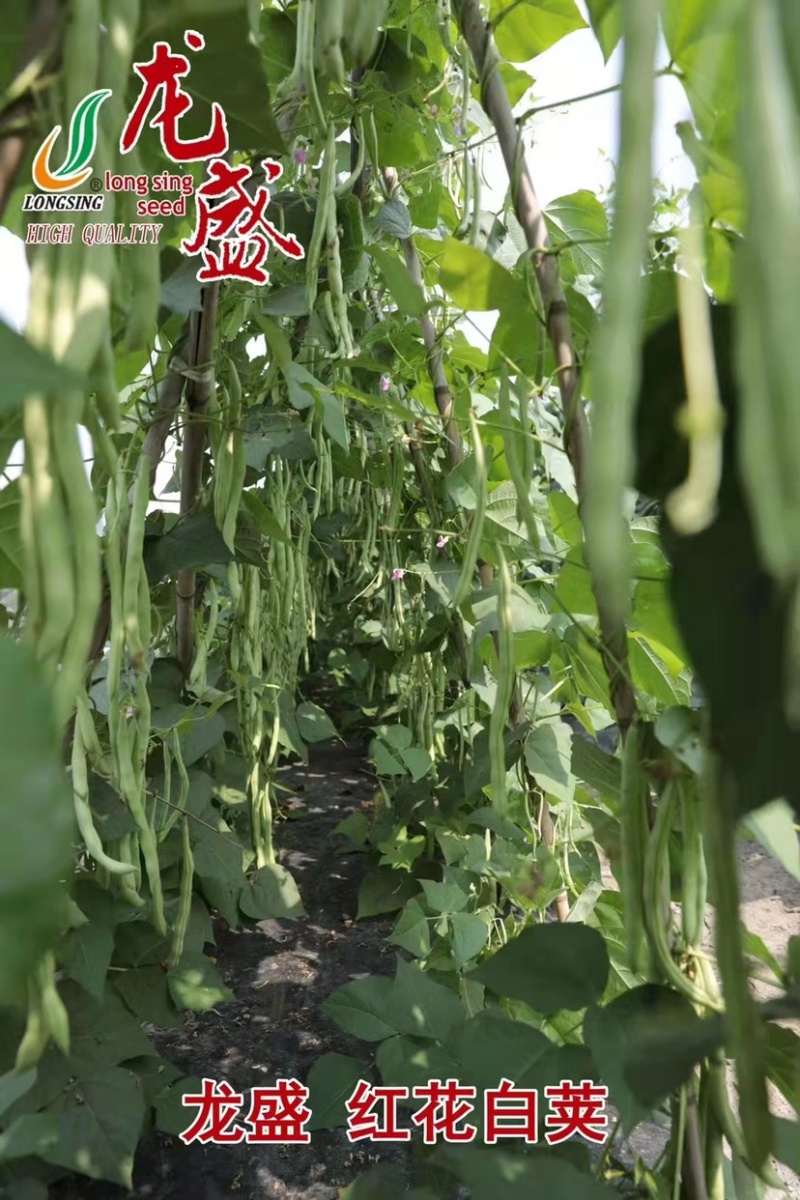 春秋架豆种子红花白荚架豆角种子早熟春秋露地高产