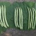 春秋架豆种子红花白荚架豆角种子早熟春秋露地高产