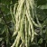 春秋架豆种子红花白荚架豆角种子早熟春秋露地高产