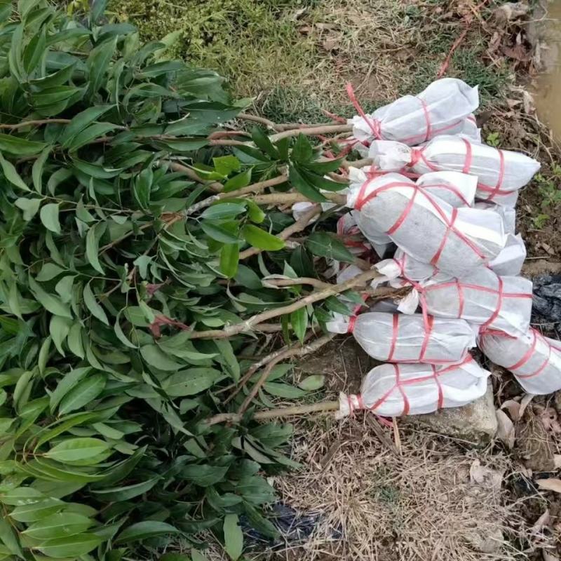 桂味荔枝树苗嫁接苗包正宗广西苗圃直销