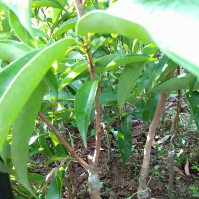 桂味荔枝树苗嫁接苗包正宗广西苗圃直销