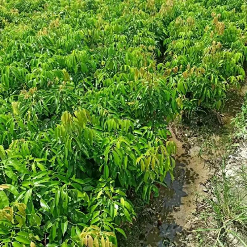 桂味荔枝树苗嫁接苗包正宗广西苗圃直销