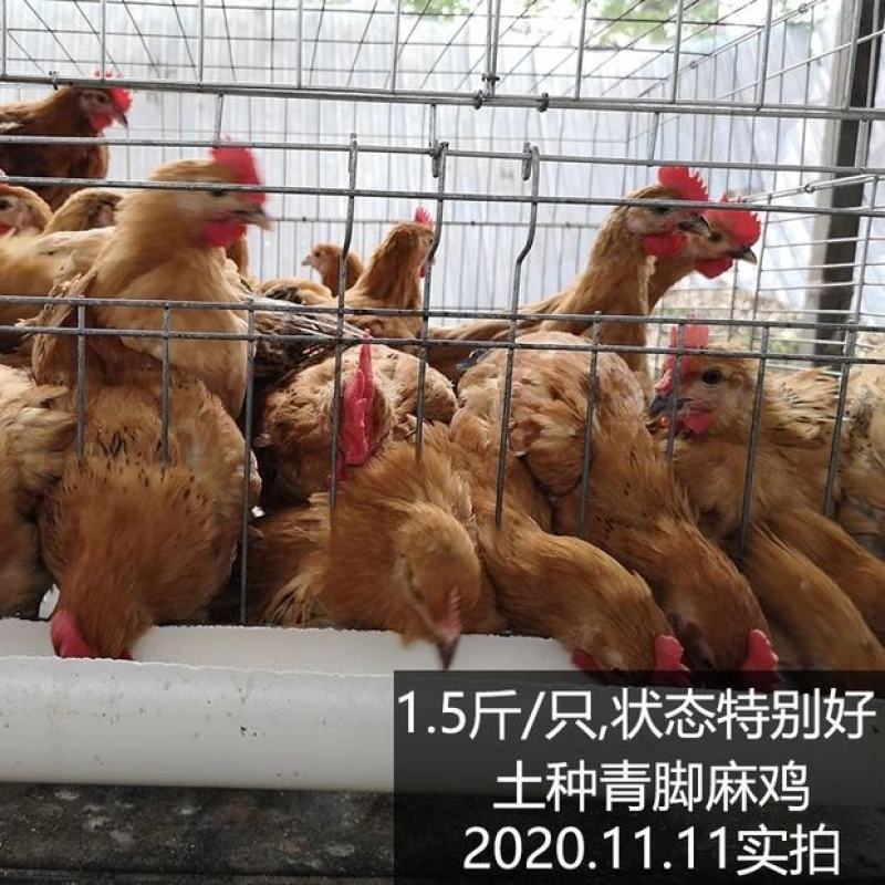 青脚麻鸡苗包防疫包运输包成活率货到满意付款一次合作终身朋