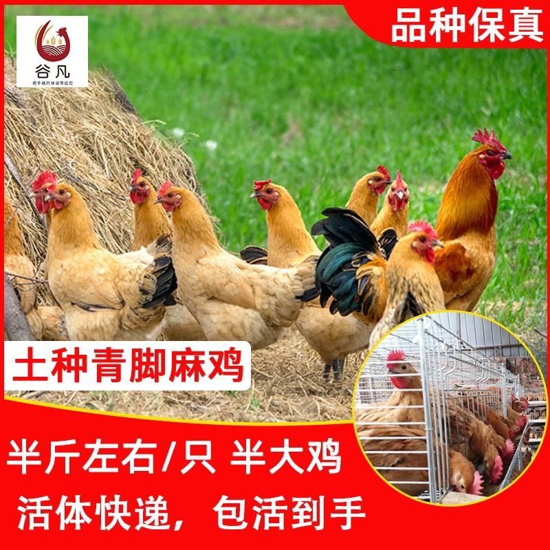 青脚麻鸡苗包防疫包运输包成活率货到满意付款一次合作终身朋