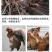 青脚麻鸡苗包防疫包运输包成活率货到满意付款一次合作终身朋